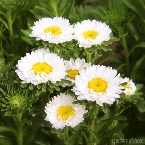 The Grower’s Box Announces the Addition of Aster Matsumoto Flowers to